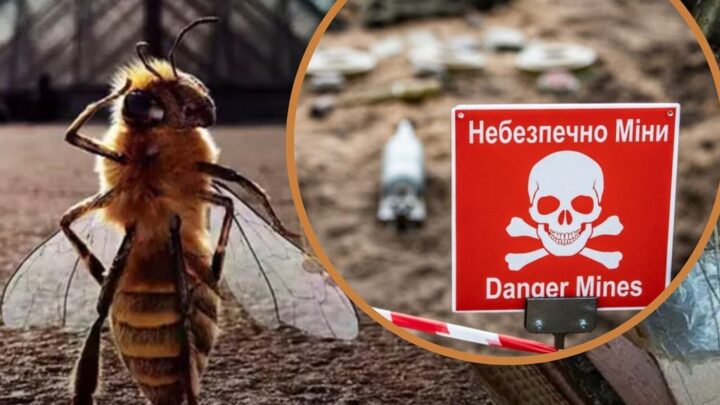 Урядовий проєкт розмінування України: виявляти міни будуть…бджоли?